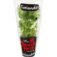 Fresh Herb Standard