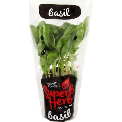 fresh herb basil living plant