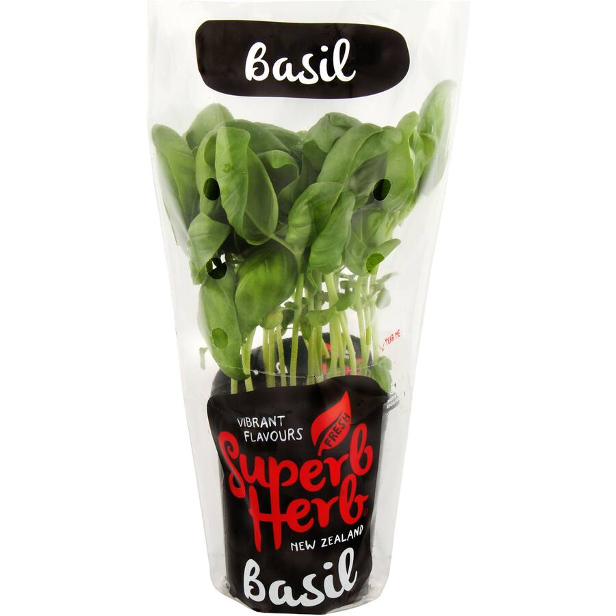 Fresh Herb Basil Living Plant