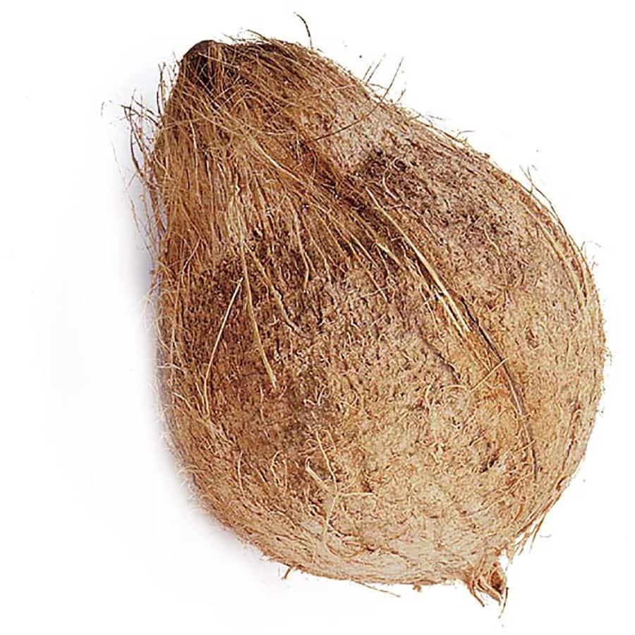Fresh Fruit Coconut Imported
