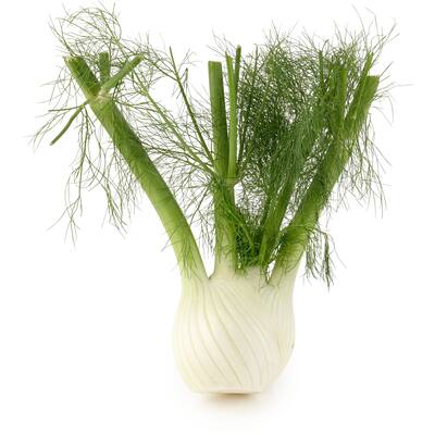 fresh vegetable fennel 