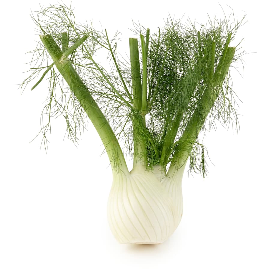 Fresh Vegetable Fennel