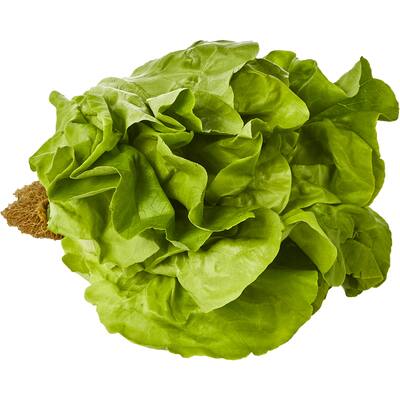 fresh vegetable lettuce buttercrunch green
