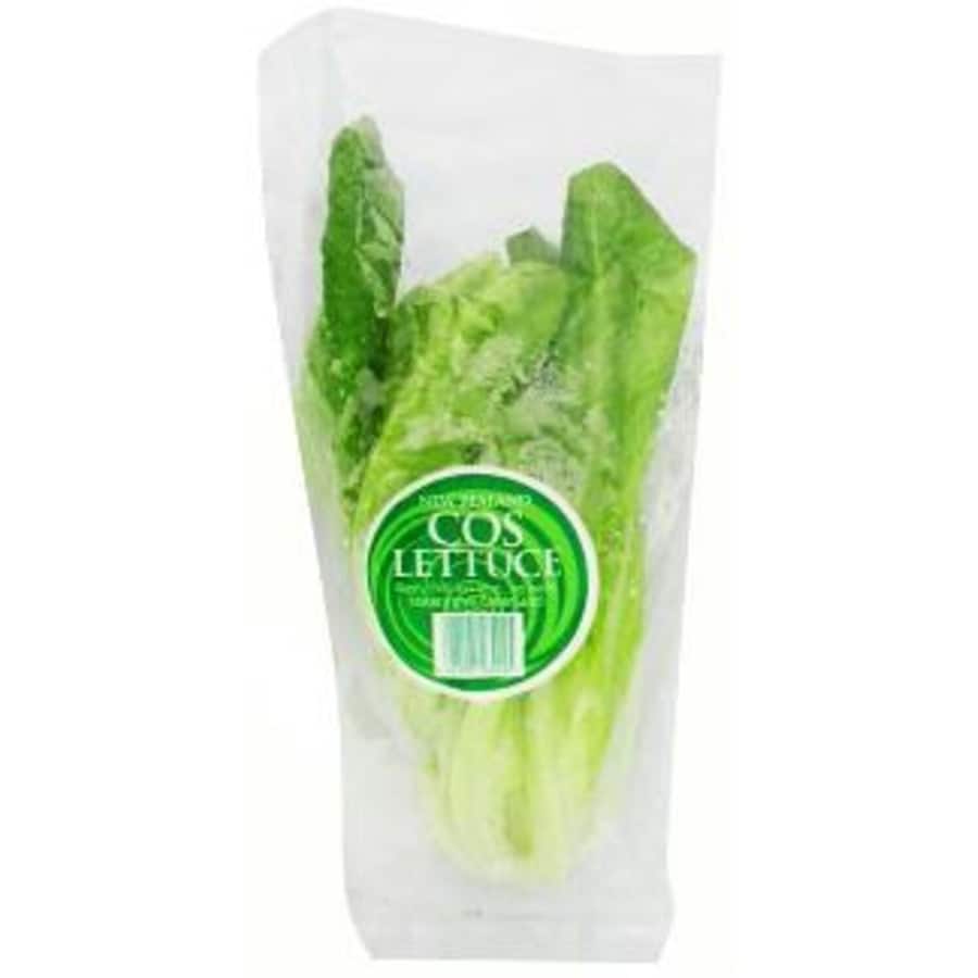 Fresh Vegetable Lettuce Cos
