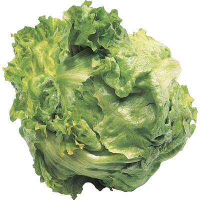 fresh vegetable lettuce traditional iceberg
