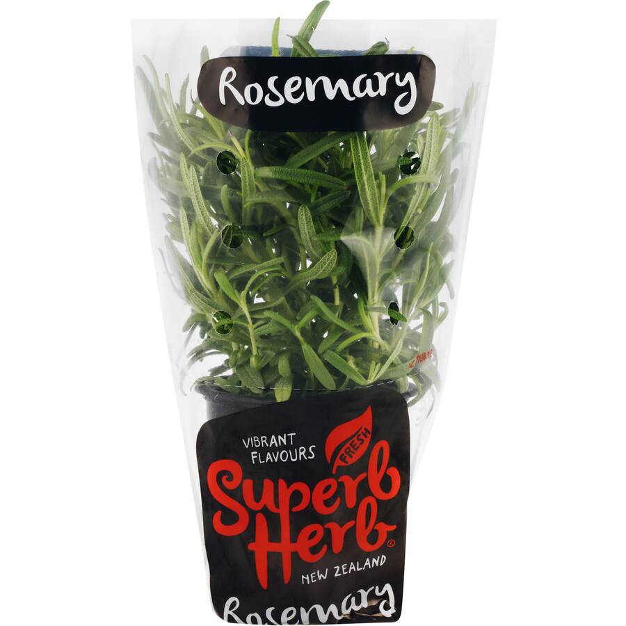 Fresh Herb Rosemary Living Plant