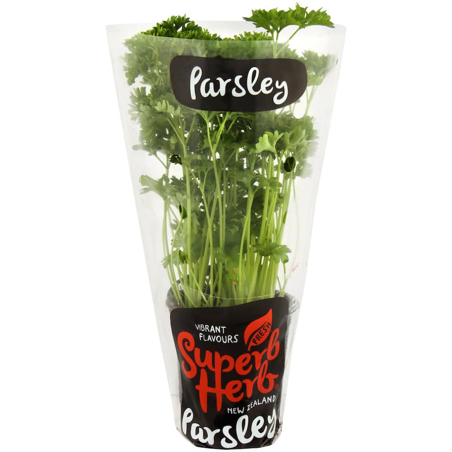 Fresh Herb Parsley Living Plant