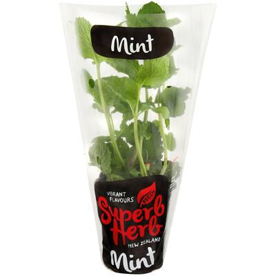 fresh herb mint living plant