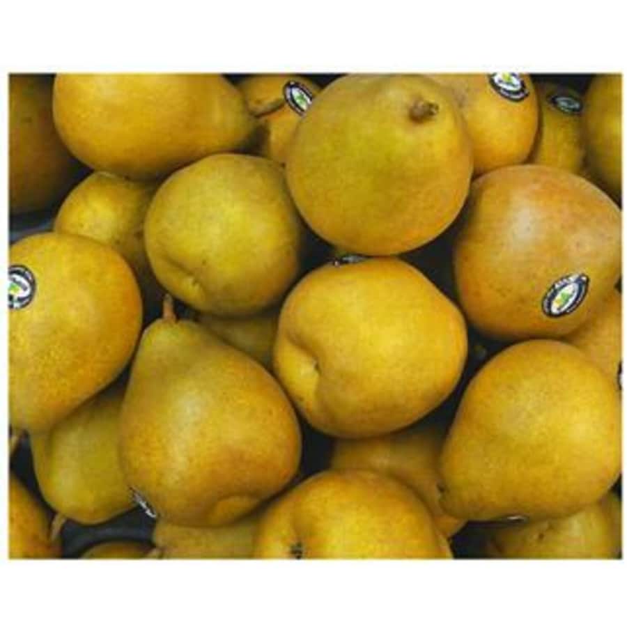 Fresh Fruit Pears Taylors Gold