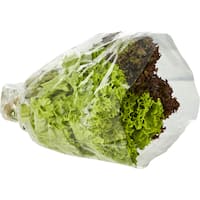 Fresh Vegetable Standard