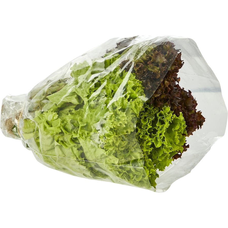 Fresh Vegetable Lettuce Twin Pack Coral