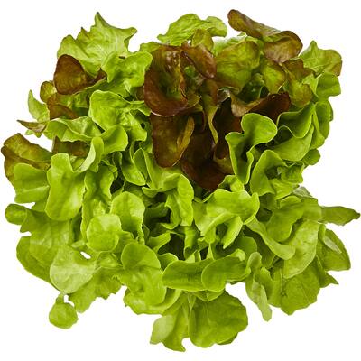 fresh vegetable lettuce krisit & raisa
