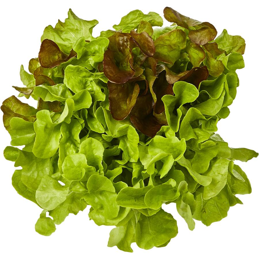 Fresh Vegetable Lettuce Krisit & Raisa