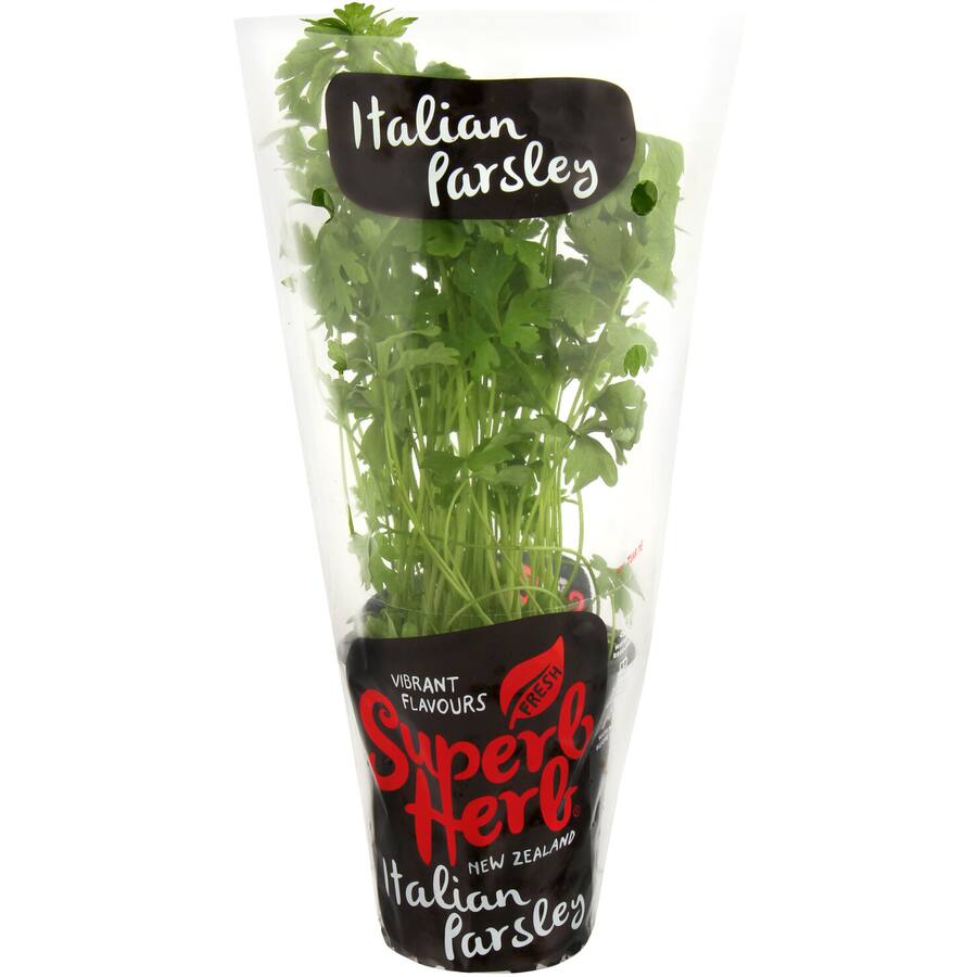 Fresh Herb Parsley Italian Living Plant