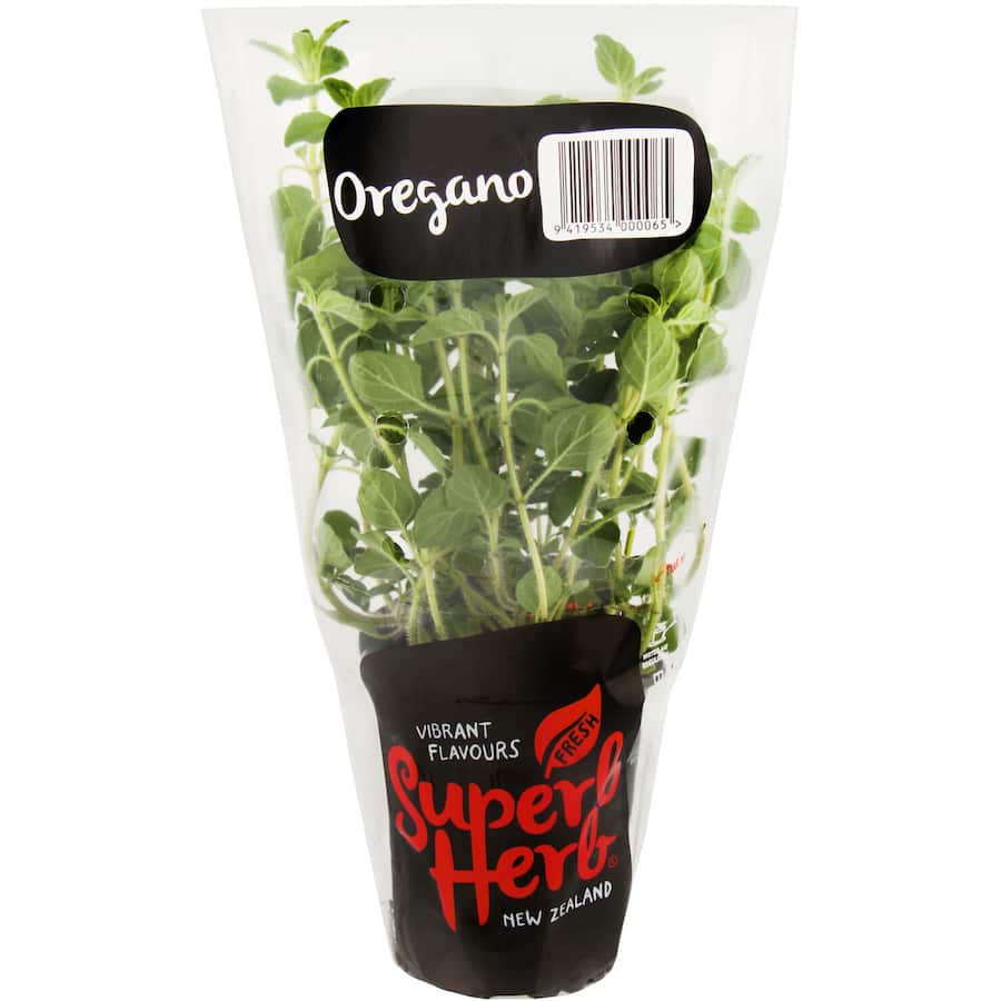 Fresh Herb Oregano Living Plant