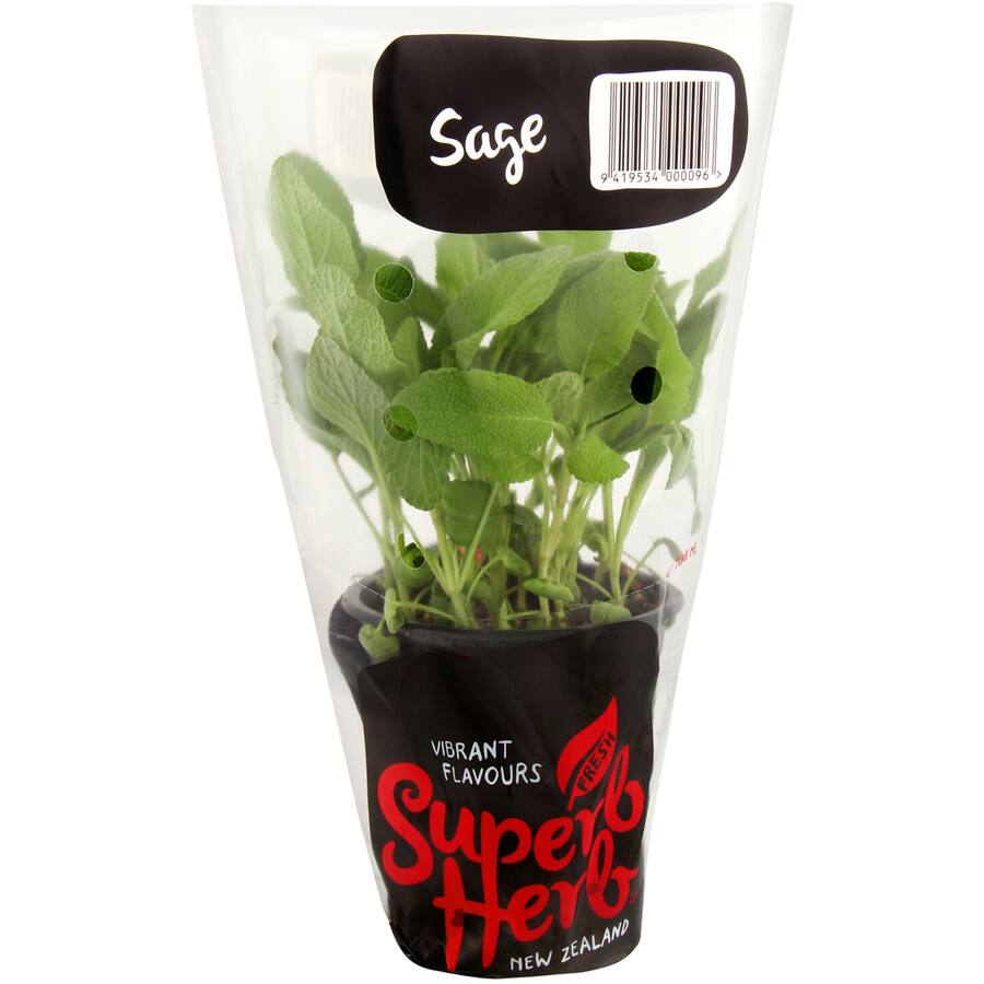 Fresh Herb Sage Living Plant