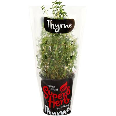 fresh herb thyme living plant