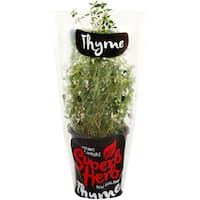 Fresh Herb Standard