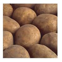 Fresh Vegetable Potatoes Brushed New Season