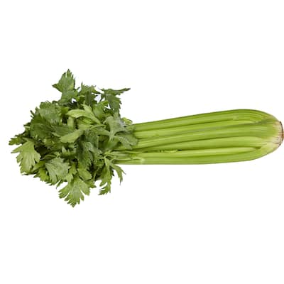 fresh vegetable celery whole bunch