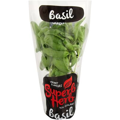 fresh herb basil living plant