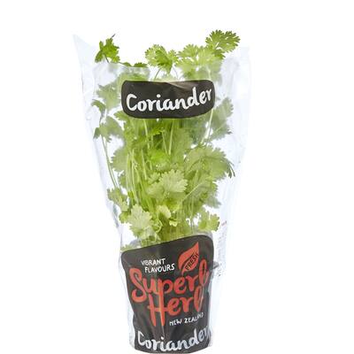 fresh herb coriander living plant
