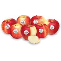 Fresh Fruit perkg