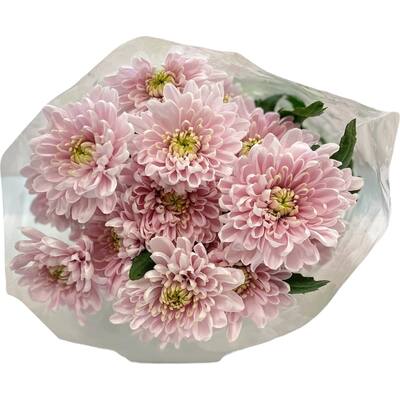 fresh flowers chrysanthemums 
