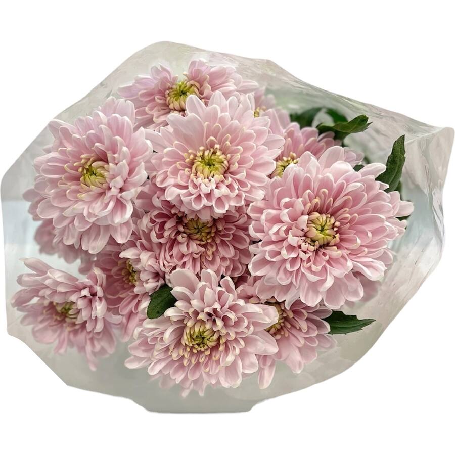 Fresh Flowers Chrysanthemums