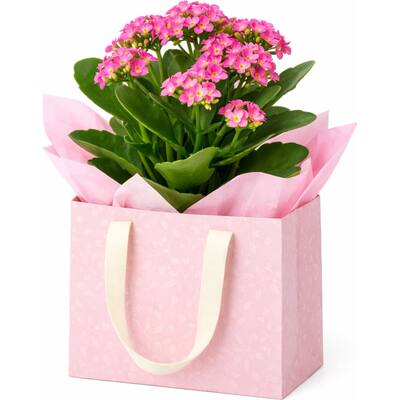 fresh plants kalanchoe gift wrapped pot