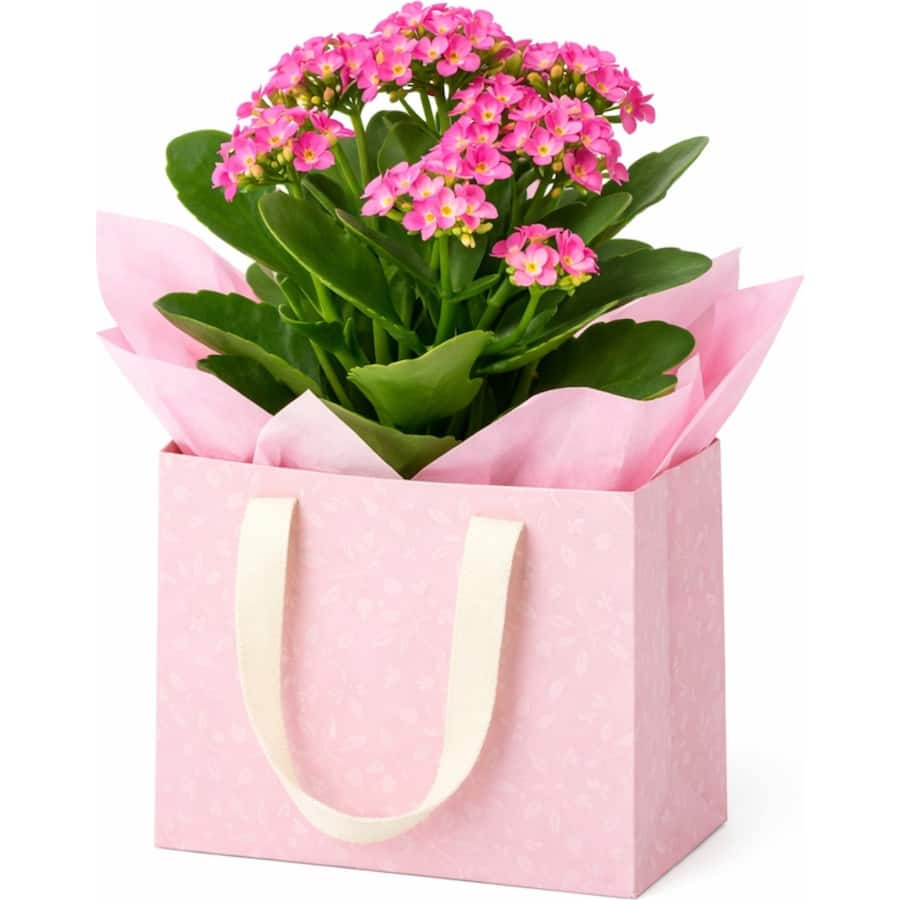 Fresh Plants Kalanchoe Gift Wrapped Pot