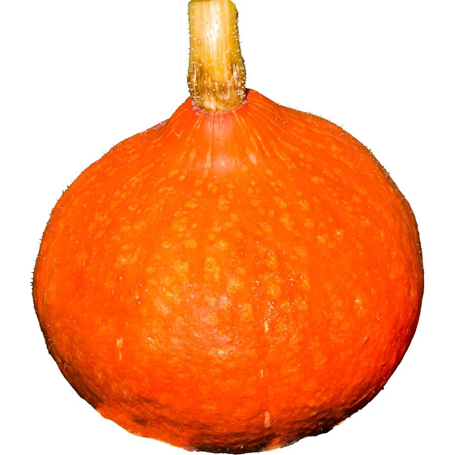 Fresh Vegetable Squash Organic