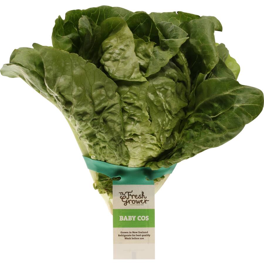 Fresh Vegetable Lettuce Baby Cos